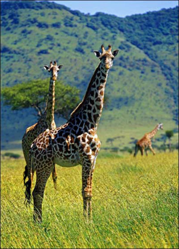 kenya